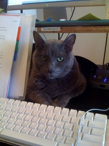 Cat Assistant