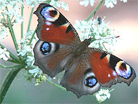Butterfly Effect