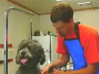Pet grooming business