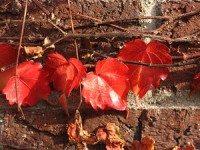 Resilient leaves