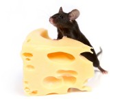 who moved my cheese