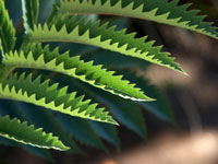online business go green 100 Off The Grid Power