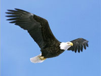 Soaring like an eagle soaring eagle