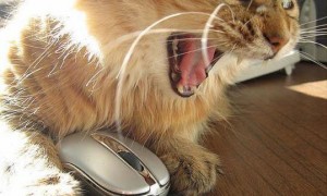 html lolcat