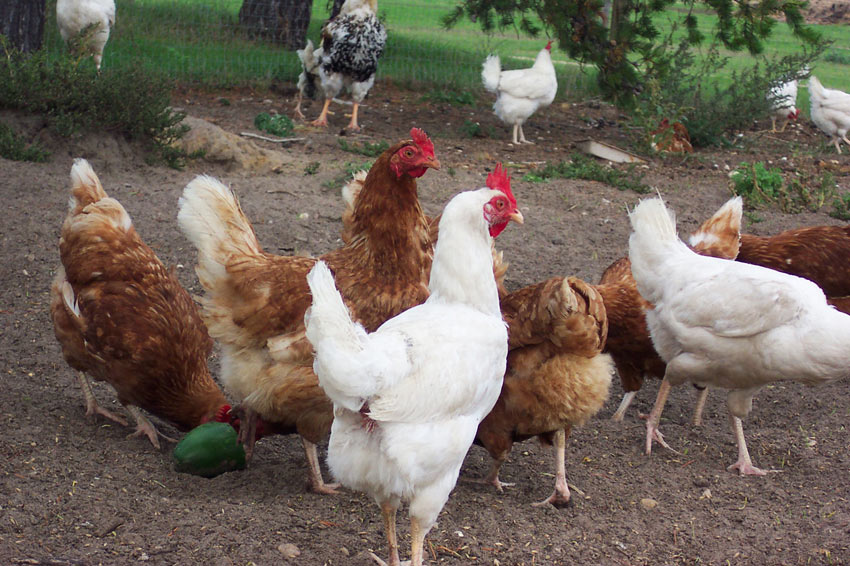 chicken rental business