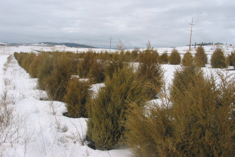 Natural snow fence