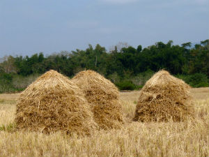 How to Prevent Your Business Blog from Becoming a Needle in the Haystack – 6 Ways to Do It