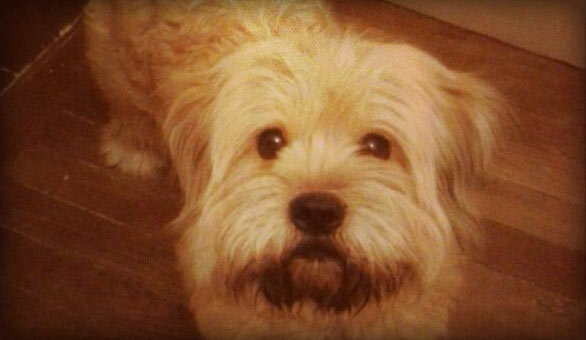 6 Crucial Tips for Business Success From My Dog