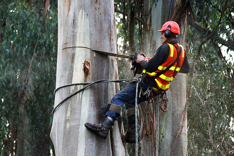 5 Ways to Make Sure a Tree Surgeon is Right for your Commercial Requirements