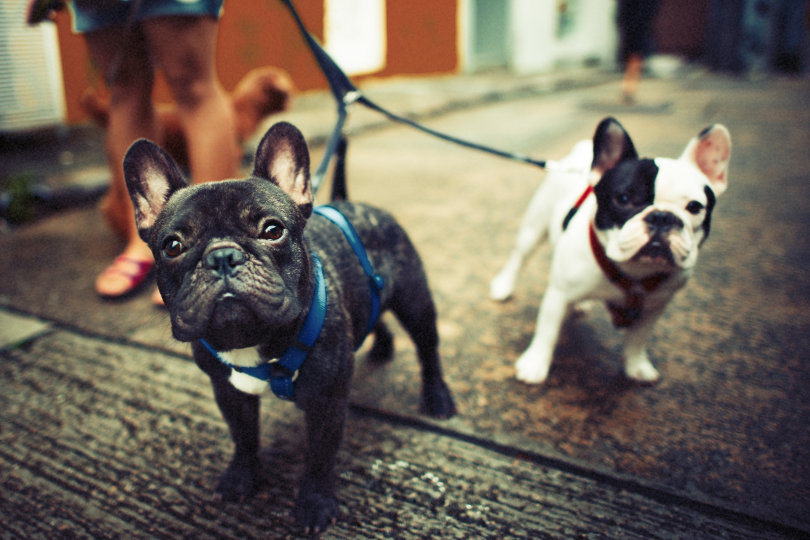 Is a Pet Business Startup Right for You?