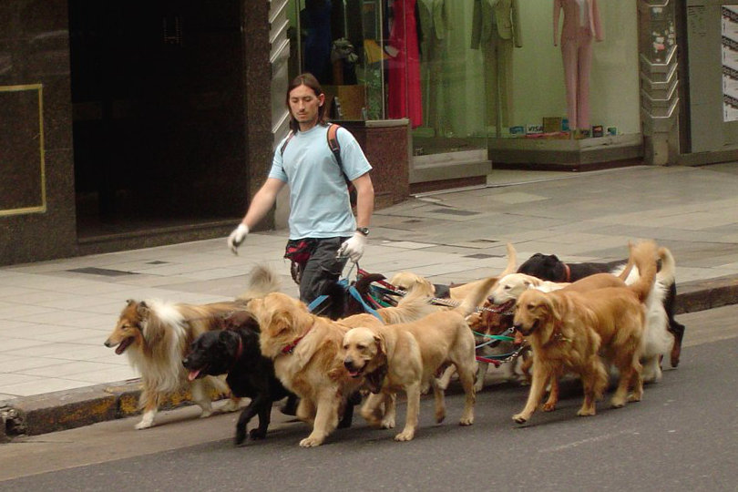 Professional dog walker