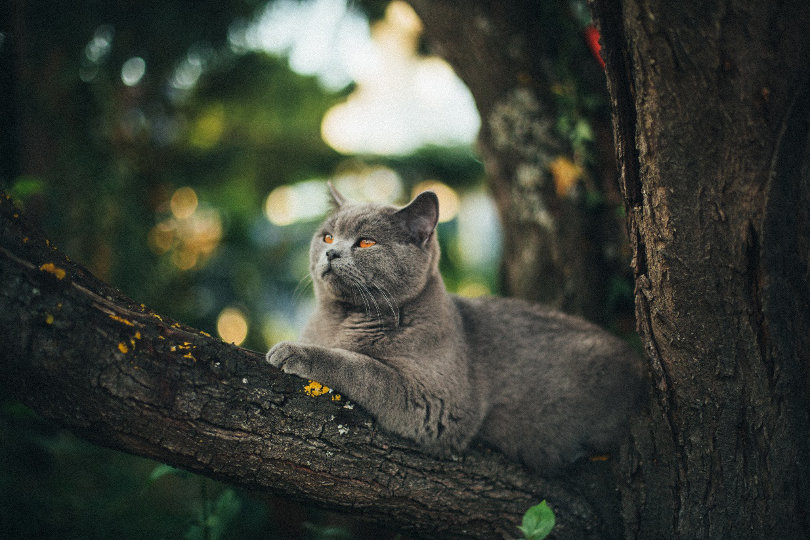 Deceased family cat