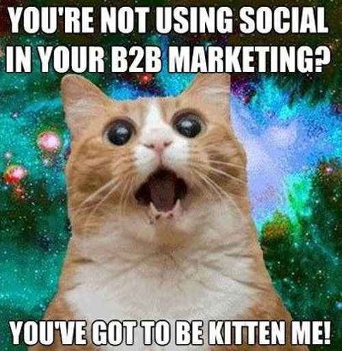 B2B Marketing cat meme