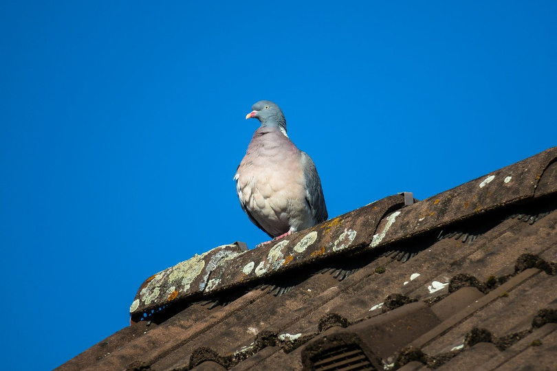 Roofing business