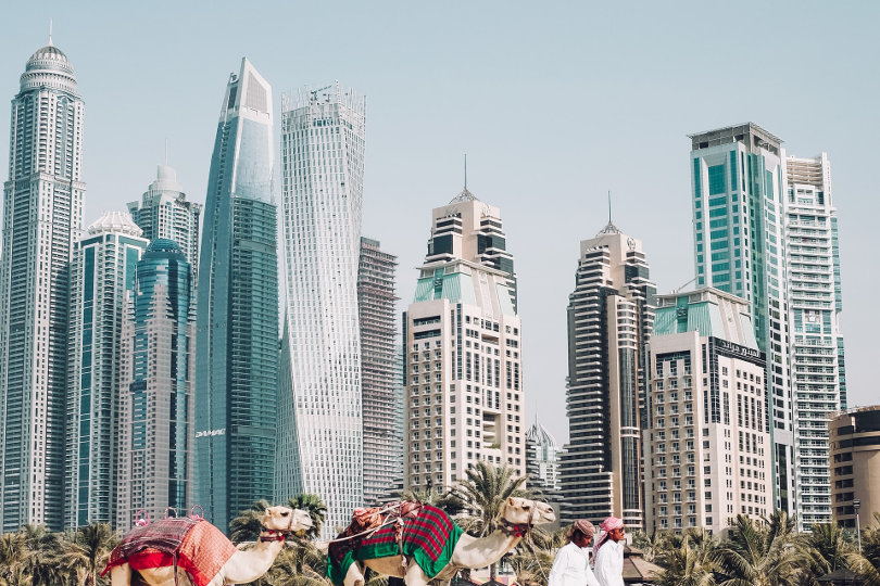 Camello y horizonte de Dubai