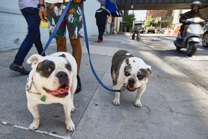 Bulldogs and their walker