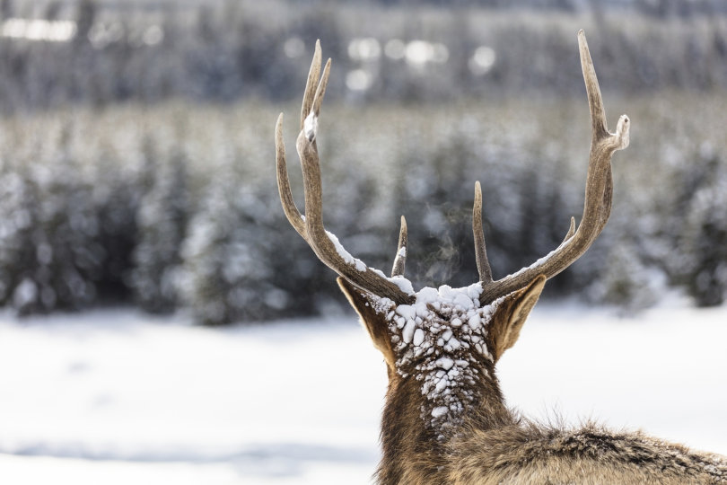 Factors to Consider when Hiring a Fish & Wildlife Attorney